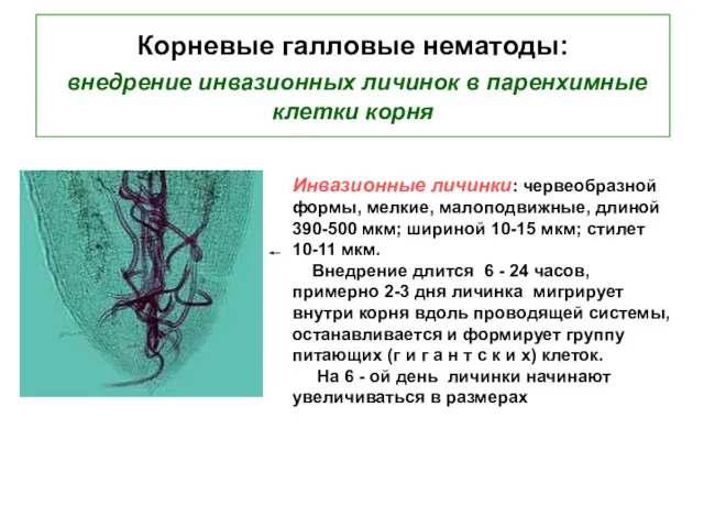 Корневые галловые нематоды: внедрение инвазионных личинок в паренхимные клетки корня