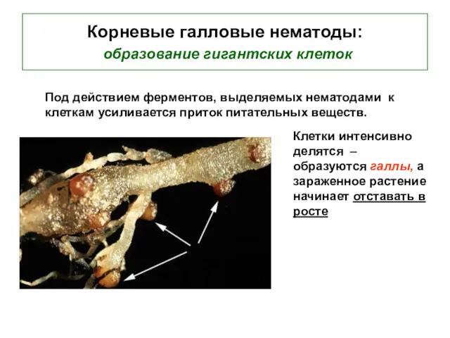 Корневые галловые нематоды: образование гигантских клеток Клетки интенсивно делятся –