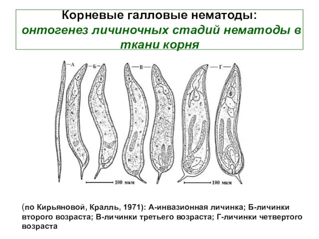Корневые галловые нематоды: онтогенез личиночных стадий нематоды в ткани корня