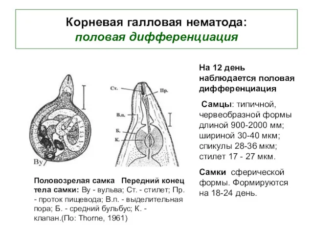 Корневая галловая нематода: половая дифференциация Половозрелая самка Передний конец тела