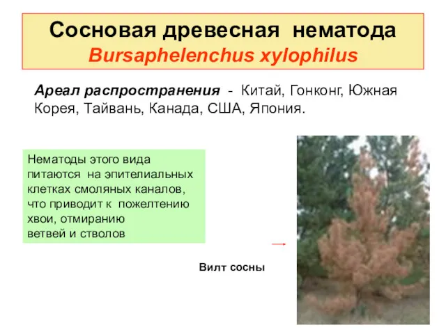 Сосновая древесная нематода Bursaphelenchus xylophilus Ареал распространения - Китай, Гонконг,