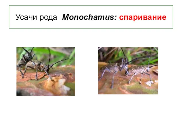 Усачи рода Monochamus: спаривание