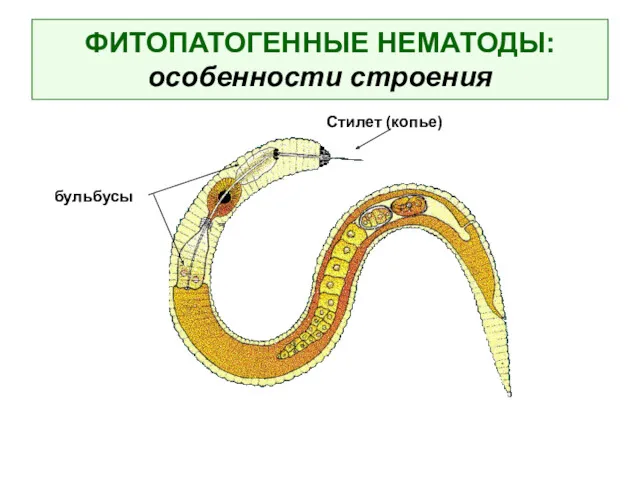 ФИТОПАТОГЕННЫЕ НЕМАТОДЫ: особенности строения Стилет (копье) бульбусы