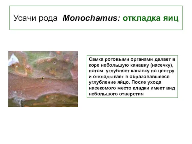 Усачи рода Monochamus: откладка яиц Cамка ротовыми органами делает в