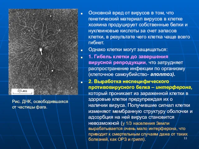 Основной вред от вирусов в том, что генетический материал вирусов