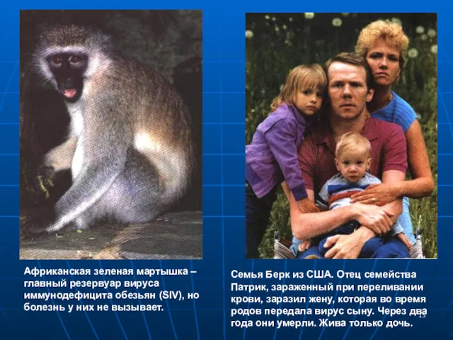 Африканская зеленая мартышка – главный резервуар вируса иммунодефицита обезьян (SIV),