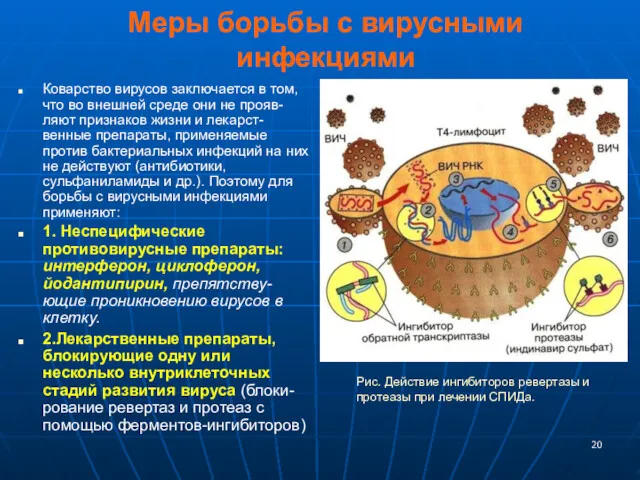 Меры борьбы с вирусными инфекциями Коварство вирусов заключается в том,