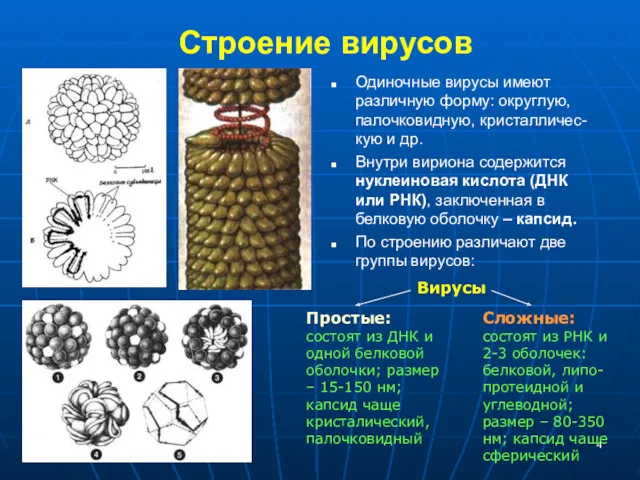 Строение вирусов Одиночные вирусы имеют различную форму: округлую, палочковидную, кристалличес-кую