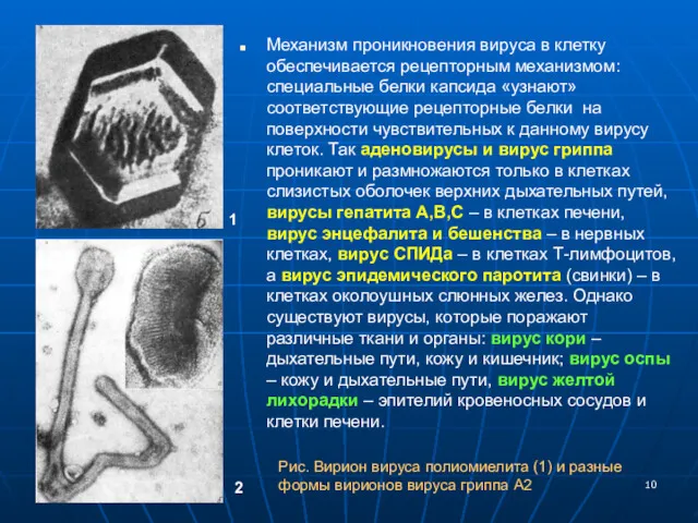 Механизм проникновения вируса в клетку обеспечивается рецепторным механизмом: специальные белки