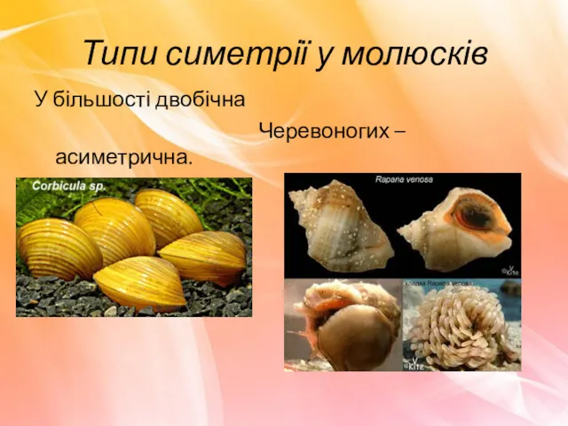 Типи симетрії у молюсків У більшості двобічна Черевоногих – асиметрична.