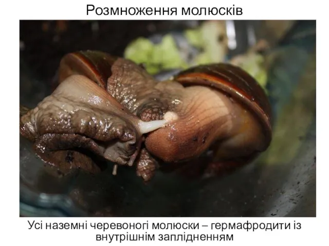 Розмноження молюсків Усі наземні черевоногі молюски – гермафродити із внутрішнім заплідненням