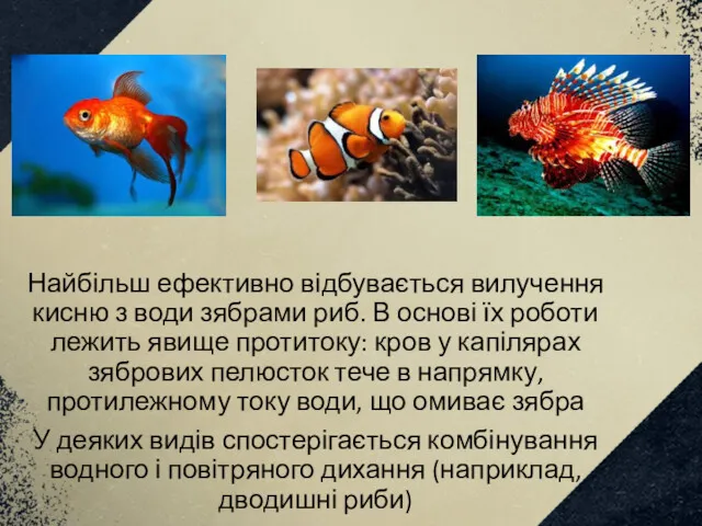 Найбільш ефективно відбувається вилучення кисню з води зябрами риб. В