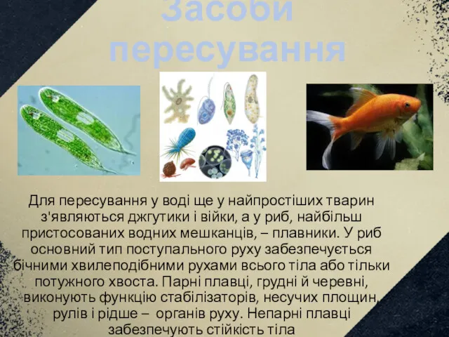 Для пересування у воді ще у найпростіших тварин з'являються джгутики