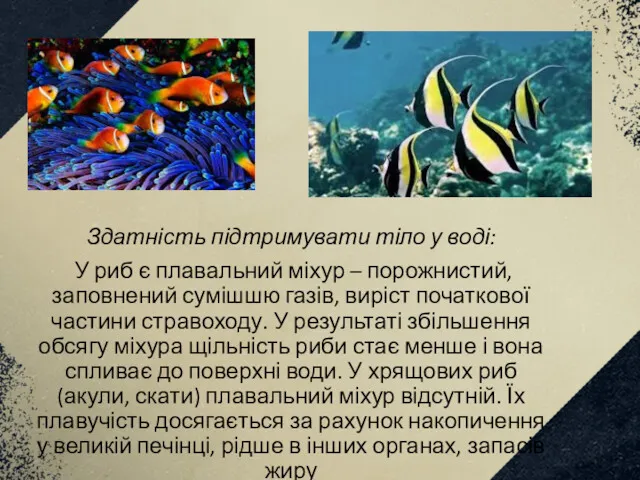 Здатність підтримувати тіло у воді: У риб є плавальний міхур