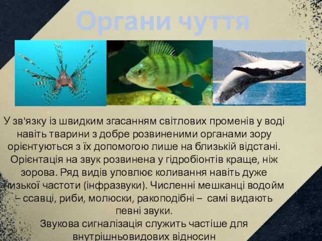 Органи чуття У зв'язку із швидким згасанням світлових променів у