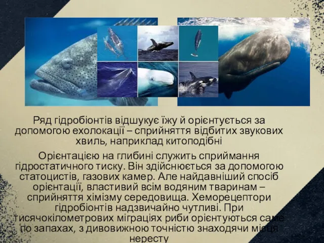 Ряд гідробіонтів відшукує їжу й орієнтується за допомогою ехолокації –