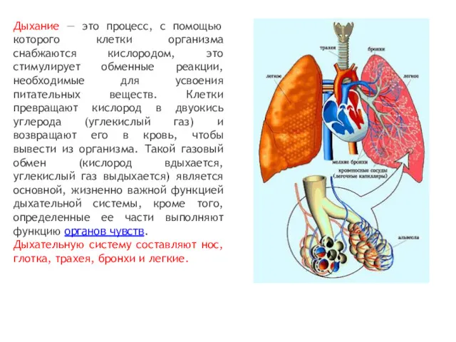 Дыхание — это процесс, с помощью которого клетки организма снабжаются кислородом, это стимулирует