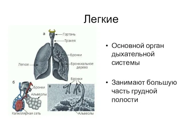 Легкие Основной орган дыхательной системы Занимают большую часть грудной полости