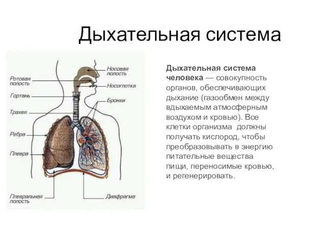 Дыхательная система Дыхательная система человека — совокупность органов, обеспечивающих дыхание (газообмен между вдыхаемым