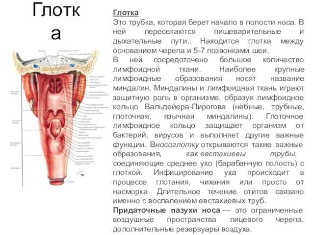 Глотка Глотка Это трубка, которая берет начало в полости носа.