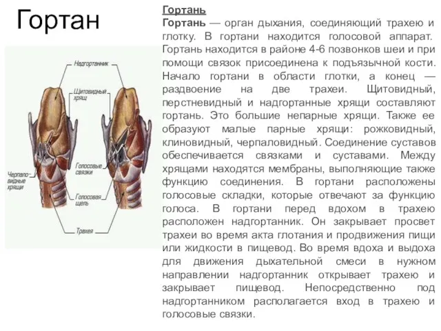 Гортань Гортань Гортань — орган дыхания, соединяющий трахею и глотку. В гортани находится