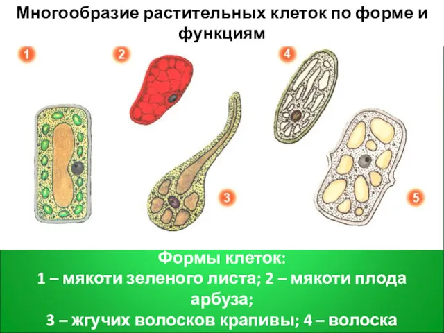 Формы клеток: 1 – мякоти зеленого листа; 2 – мякоти