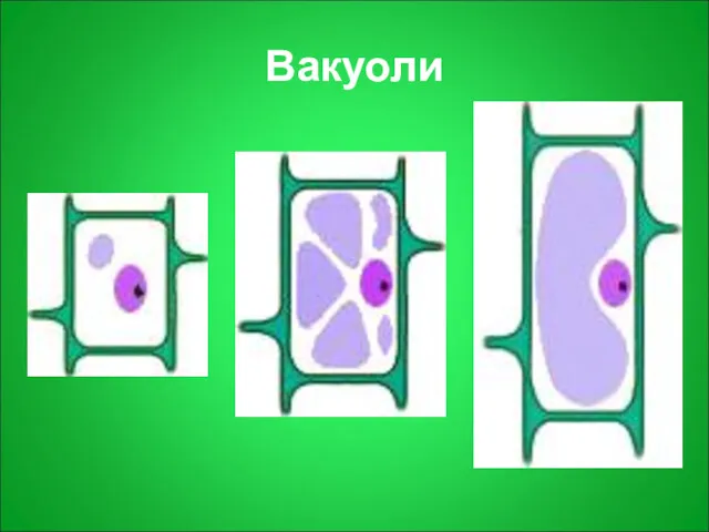 Вакуоли