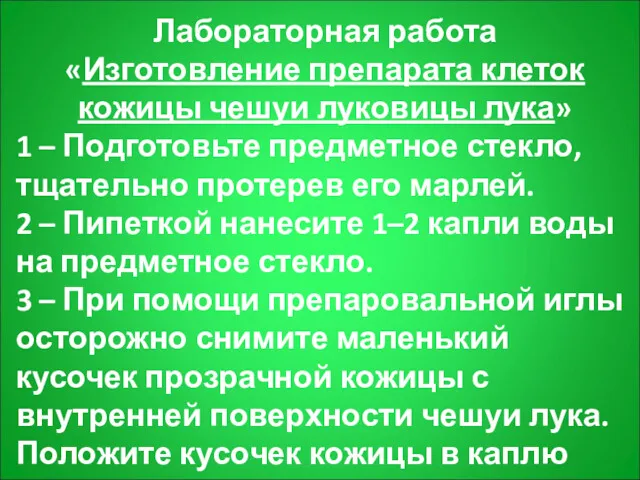 Лабораторная работа «Изготовление препарата клеток кожицы чешуи луковицы лука» 1