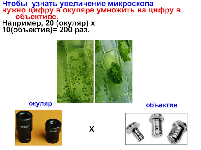 Чтобы узнать увеличение микроскопа нужно цифру в окуляре умножить на