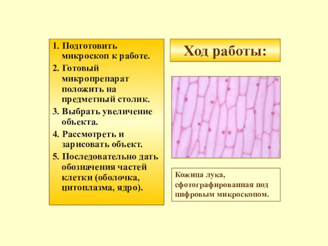 Ход работы: 1. Подготовить микроскоп к работе. 2. Готовый микропрепарат