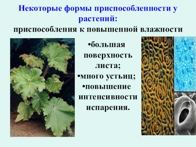 Некоторые формы приспособленности у растений: приспособления к повышенной влажности большая