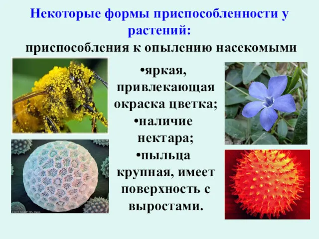 Некоторые формы приспособленности у растений: приспособления к опылению насекомыми яркая,