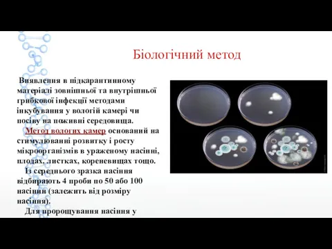 Біологічний метод Виявлення в підкарантинному матеріалі зовнішньої та внутрішньої грибкової інфекції методами інкубування