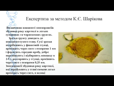 Експертиза за методом К.Є. Шарікова Визначення наявності зооспорангіїв збудника раку картоплі в легких