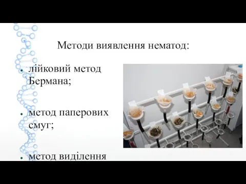 Методи виявлення нематод: лійковий метод Бермана; метод паперових смуг; метод