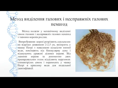 Метод виділення галових і несправжніх галових нематод Метод полягає у механічному виділенні самок