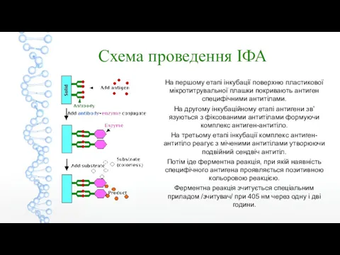 На першому етапі інкубації поверхню пластикової мікротитрувальної плашки покривають антиген