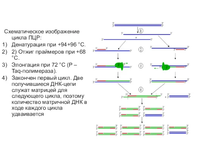 Схематическое изображение цикла ПЦР: Денатурация при +94+96 °C. 2) Отжиг
