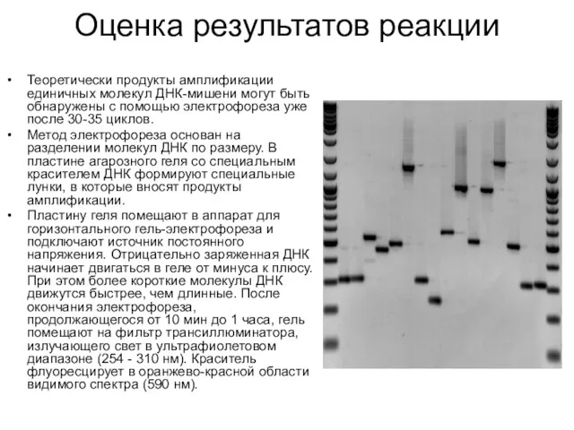 Оценка результатов реакции Теоретически продукты амплификации единичных молекул ДНК-мишени могут