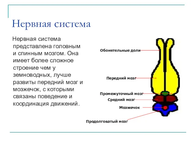 Нервная система Нервная система представлена головным и спинным мозгом. Она