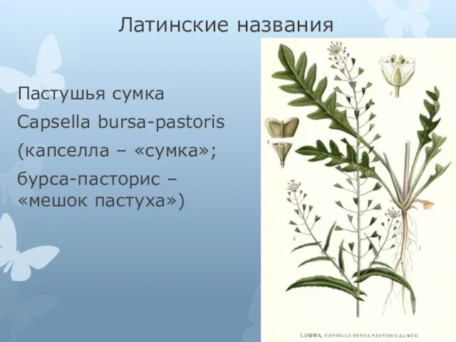 Латинские названия Пастушья сумка Capsella bursa-pastoris (капселла – «сумка»; бурса-пасторис – «мешок пастуха»)