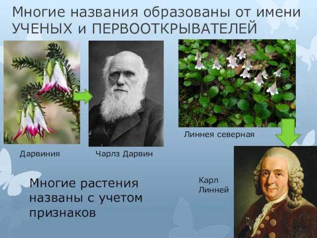 Многие названия образованы от имени УЧЕНЫХ и ПЕРВООТКРЫВАТЕЛЕЙ Дарвиния Чарлз