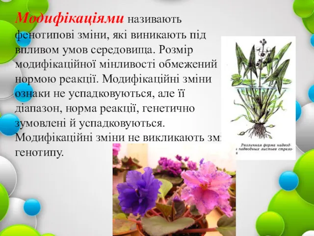 Модифікаціями називають фенотипові зміни, які виникають під впливом умов середовища.