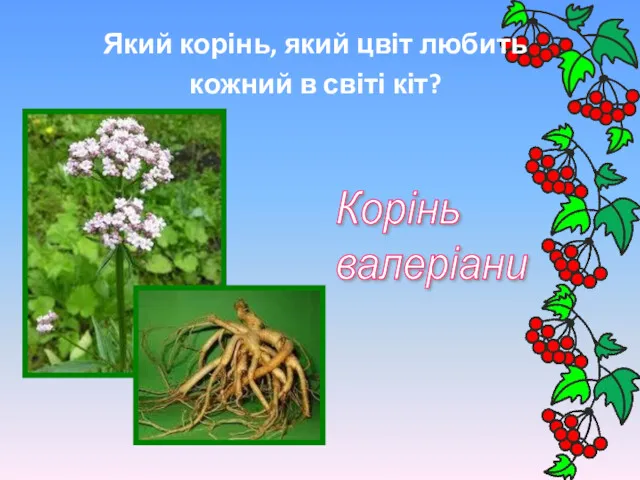 Який корінь, який цвіт любить кожний в світі кіт? Корінь валеріани