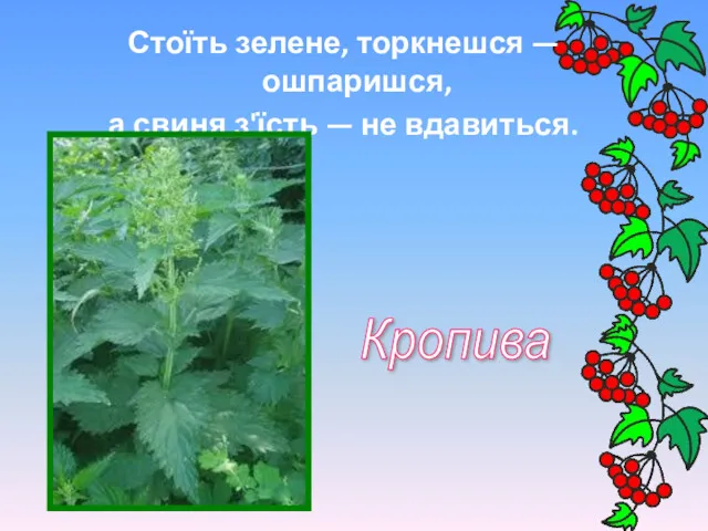 Стоїть зелене, торкнешся — ошпаришся, а свиня з'їсть — не вдавиться. Кропива