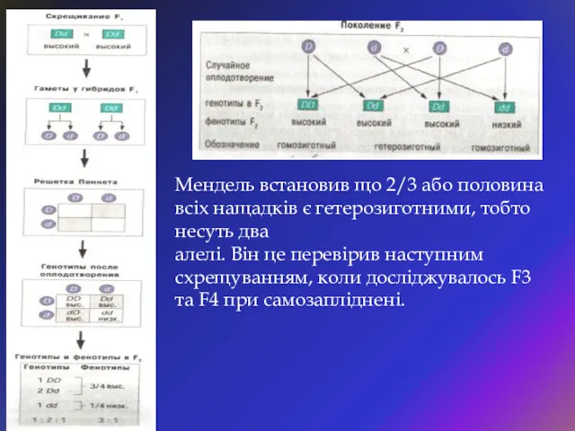 Мендель встановив що 2/3 або половина всіх нащадків є гетерозиготними,