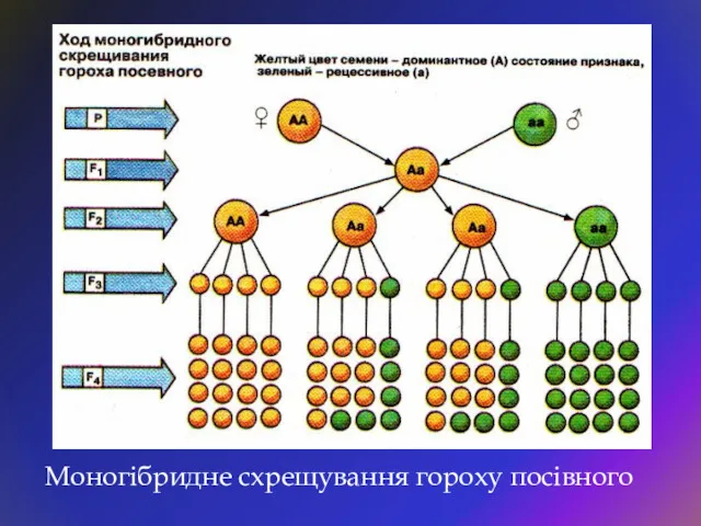 Моногібридне схрещування гороху посівного