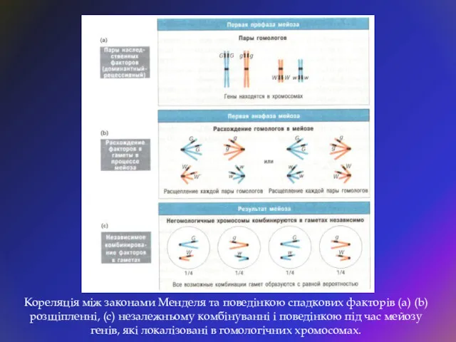 Кореляція між законами Менделя та поведінкою спадкових факторів (а) (b)