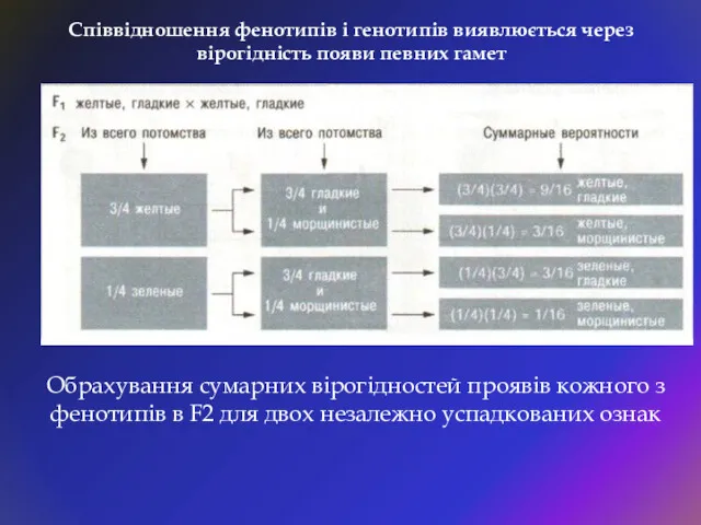 Співвідношення фенотипів і генотипів виявлюється через вірогідність появи певних гамет