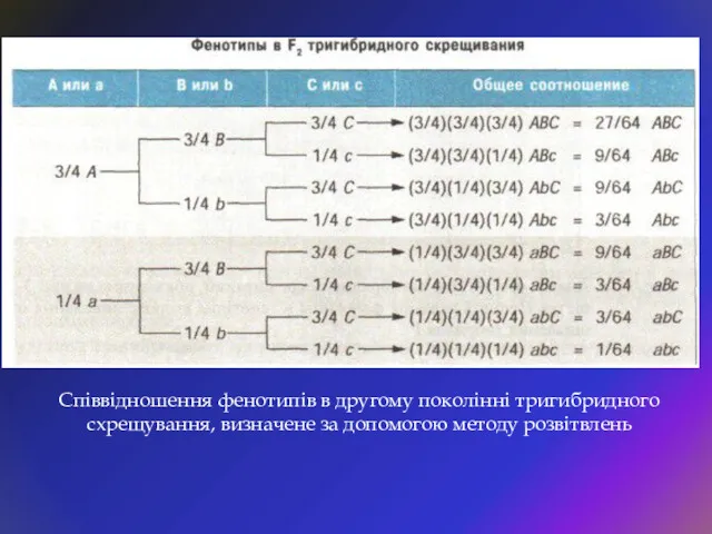 Співвідношення фенотипів в другому поколінні тригибридного схрещування, визначене за допомогою методу розвітвлень